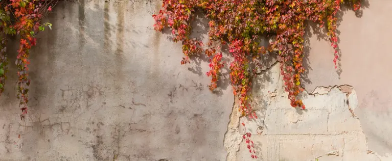Cracked retaining wall in Fullerton covered with ivy, showing signs of aging and structural damage that indicate the need for immediate wall repair